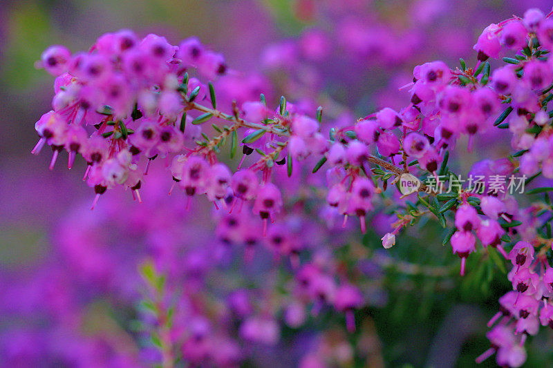 开花植物:石南花/石南花